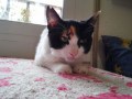 1721 Bonnie (10)
